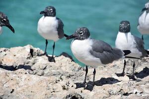 riendo gaviotas en el zona tropical en un rock foto