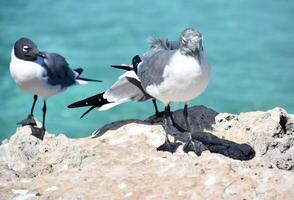 lauhging gaviotas con plumas alborotado en el viento foto