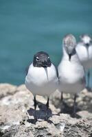 riendo gaviota en un rock encima el agua foto