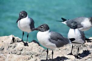 lado perfil de un riendo gaviota en un rock foto