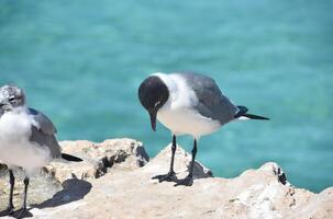 negro con membrete riendo gaviota con su cabeza encorvado foto