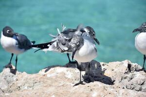 Laughing Gull with Feathers Blowing in the Wind photo