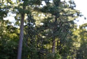 cerca arriba de un fantástico araña web foto