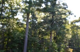 lleno tejido araña web en el verano foto