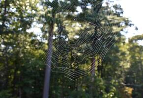 Lovely Spider Web Intricately Woven Outdoors photo