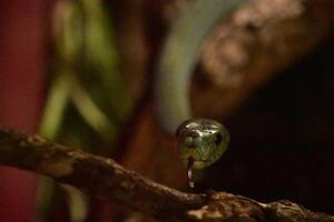 verde arbóreo serpiente con sus lengua fuera foto