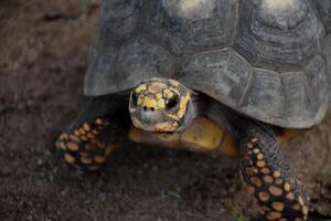 Fantastic Close Up of a Turtle with Yellow Spots photo