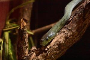 mortal tipo de serpiente venenosa serpiente en un árbol rama foto