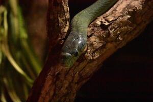 arbóreo verde serpiente deslizándose abajo un árbol foto