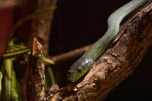 Deadly Green Mamba Snake in a Tree photo