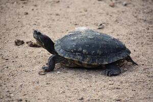 pintar Tortuga en un manojo de arena foto