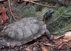 Wood Turtle Moving in a Pine Forest photo