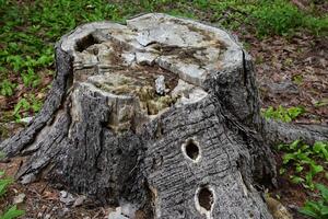 Rotting Wood Stump with Woodpecker Holes in It photo