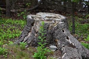 Tree Stump with Many Holes from Woodpeckers photo