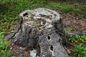 Tree Stump with Holes from Woodpeckers in the Bark photo