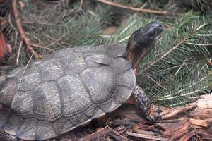 un madera Tortuga progresivo mediante un pino bosque foto