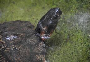 un madera Tortuga nadando en superficial aguas foto