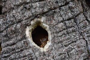 Tree Bark with a Hole from a Woodpecker in It photo