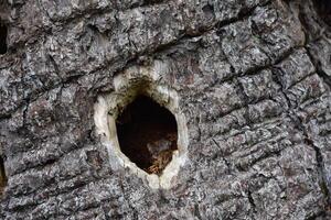 árbol ladrar con un agujero desde un pájaro carpintero en eso foto