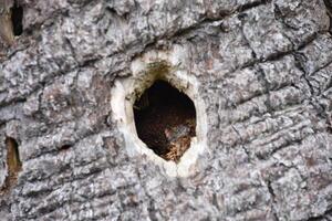 agujero hecho por un pájaro carpintero en el árbol ladrar foto