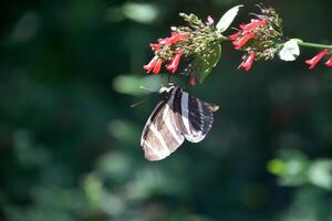 Striped Zebra Butterfly on a Red Flower photo