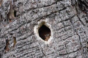 Tree with a Hole from a Woodpecker in the Bark photo