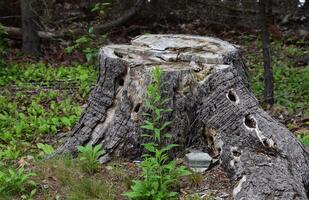 Old Tree Stump with Wookpecker Holes in It photo