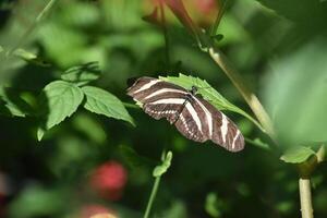 White and Black Striped Butterfly in a Garden photo