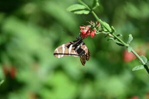 Striped Black and White Butterfly on a Flower photo