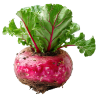 AI generated radish isolated on transparent background ,radish vegetables png ,generative ai