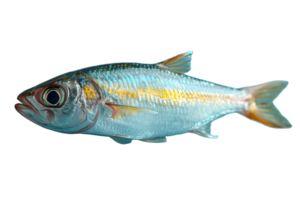 ai généré anchois png ,côté vue de anchois isolé sur transparent Contexte ,génératif ai