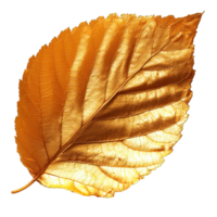 AI generated gold leaf isolated on transparent background ,golden leaf png ,generative ai