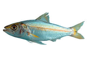 ai généré anchois png ,côté vue de anchois isolé sur transparent Contexte ,génératif ai