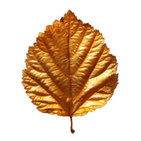 AI generated gold leaf isolated on transparent background ,golden leaf png ,generative ai