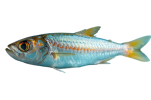 AI generated anchovy png ,side view of anchovies isolated on transparent background ,generative ai