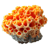 AI generated sea sponge isolated on transparent background ,generative ai png