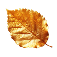 AI generated gold leaf isolated on transparent background ,golden leaf png ,generative ai