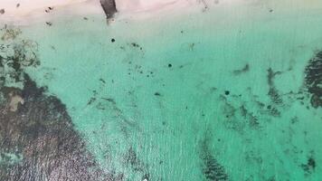 aéreo cenas picada raios e barco às hamelin baía Austrália 4k video