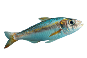 AI generated anchovy png ,side view of anchovies isolated on transparent background ,generative ai