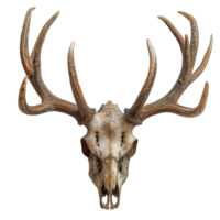 AI generated deer head skull isolated on transparent background ,deer antler skull decoration ,generative ai png