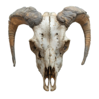 ai generado cabra cráneo aislado en transparente antecedentes ,satánico símbolo cráneo decoración ,generativo ai png