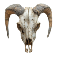 AI generated goat skull isolated on transparent background ,satanic symbol skull decoration ,generative ai png