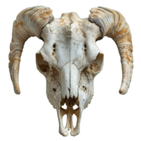 AI generated goat skull isolated on transparent background ,satanic symbol skull decoration ,generative ai png