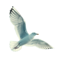 AI generated seagull isolated on transparent background ,seabird png ,generative ai