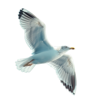 ai généré mouette isolé sur transparent Contexte ,oiseau de mer png ,génératif ai