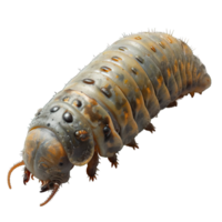 AI generated caterpillar isolated on transparent background ,generative ai png