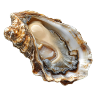 AI generated raw oyster shell isolated on transparent background ,generative ai png