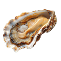 AI generated raw oyster shell isolated on transparent background ,generative ai png