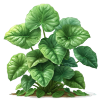 AI generated illustration of a taro plant isolated on transparent background ,generative ai png