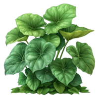 AI generated illustration of a taro plant isolated on transparent background ,generative ai png